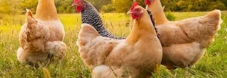 Sicelo S Poultry Farm and Meat
